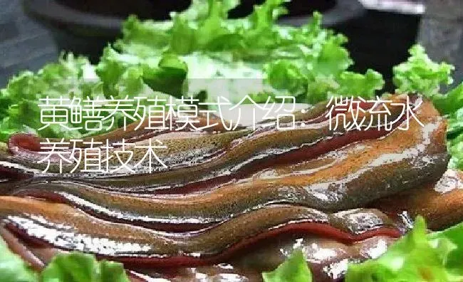 黄鳝养殖模式介绍：微流水养殖技术 | 淡水养殖