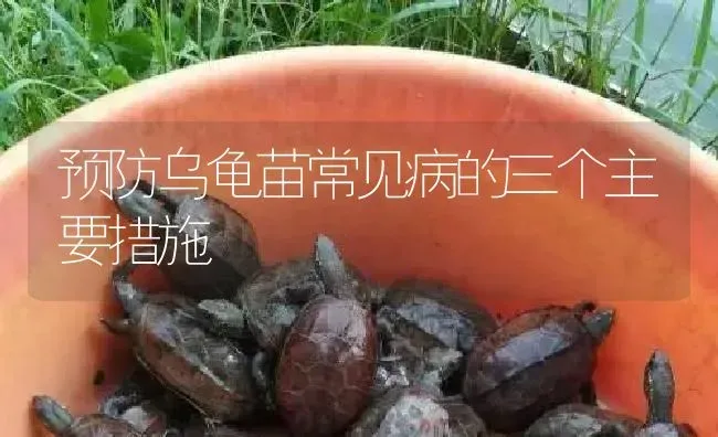 预防乌龟苗常见病的三个主要措施 | 淡水养殖