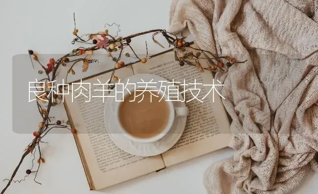 良种肉羊的养殖技术 | 家畜养殖