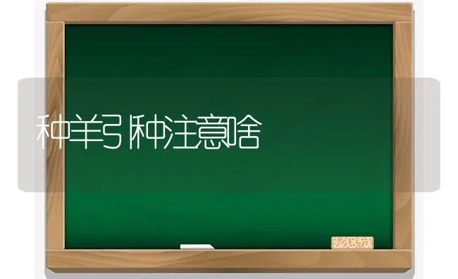 种羊引种注意啥 | 家畜养殖
