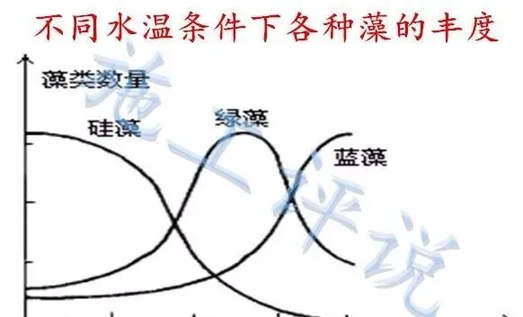 夏季高温、光照时间又长又强和池塘水面的死藻的关系