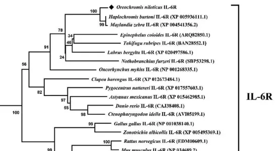 尼罗罗非鱼IL-6受体(IL-6R)和糖蛋白130(Gp130)的分子功能研究