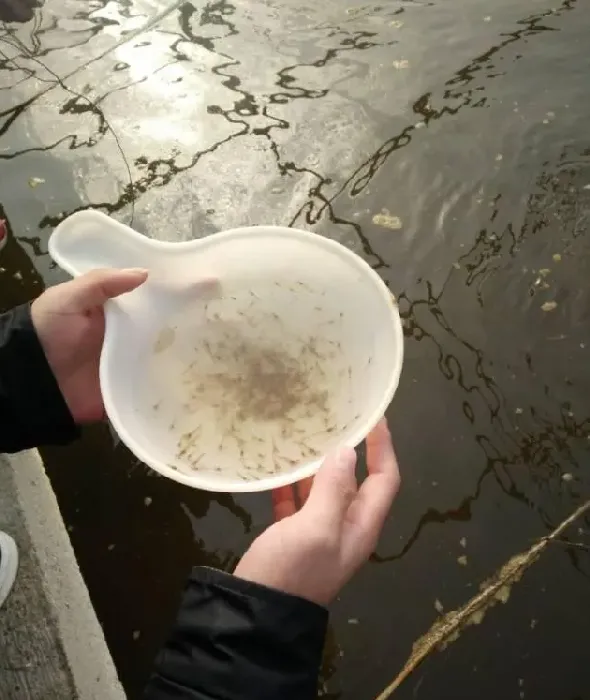 温棚放四家不同的对虾苗，大小不一长势不均状态不同