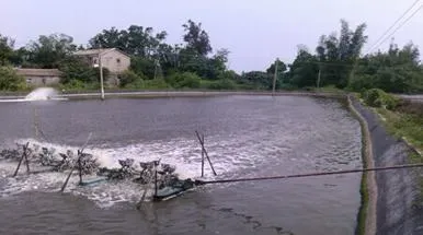 妙用活菌养水护水调水 对虾养殖户遇红黑水色不再愁