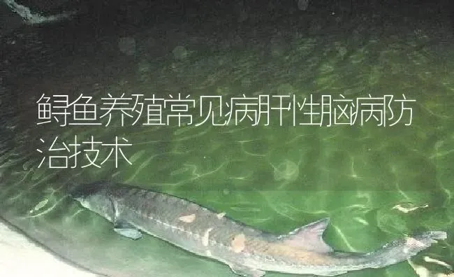 鲟鱼养殖常见病肝性脑病防治技术 | 淡水养殖