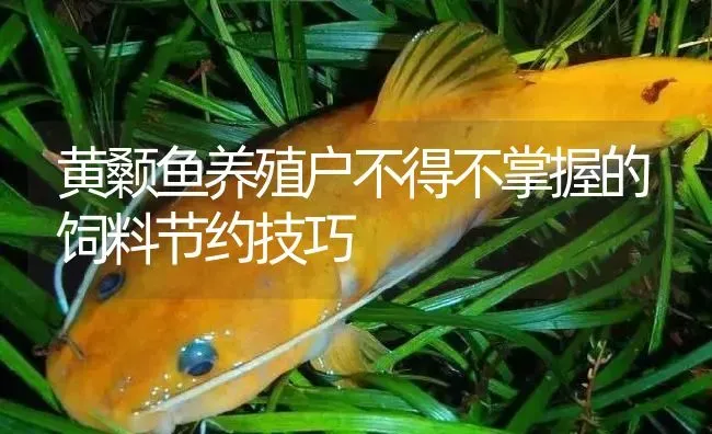 黄颡鱼养殖户不得不掌握的饲料节约技巧 | 淡水养殖