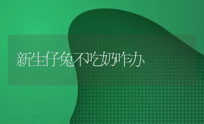 新生仔兔不吃奶咋办 | 家畜养殖