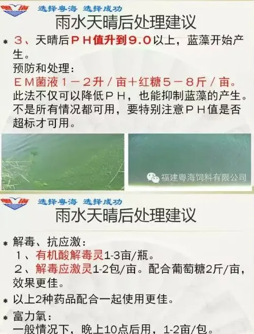 台风暴雨天气南美白对虾养殖户应该怎么做