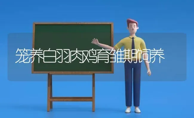 笼养白羽肉鸡育雏期饲养 | 家禽养殖