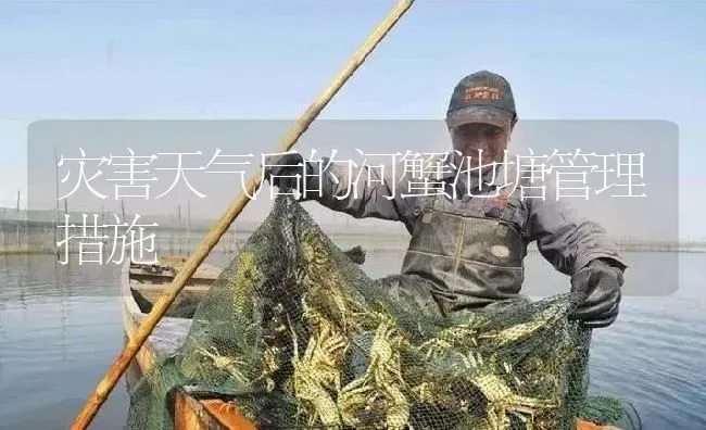 灾害天气后的河蟹池塘管理措施 | 淡水养殖