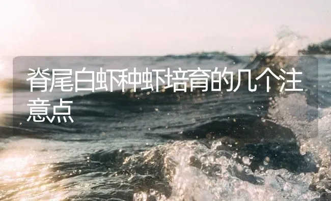 脊尾白虾种虾培育的几个注意点 | 淡水养殖