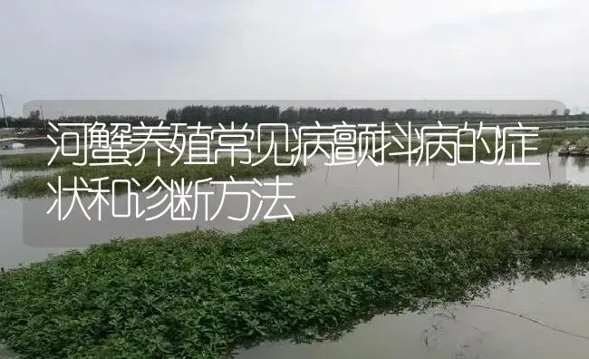 河蟹养殖常见病颤抖病的症状和诊断方法 | 淡水养殖