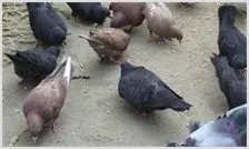 肉鸽养殖技术之霉形体病防治 | 动物养殖资料