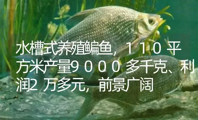 水槽式养殖鳊鱼，110平方米产量9000多千克、利润2万多元，前景广阔 | 淡水养殖