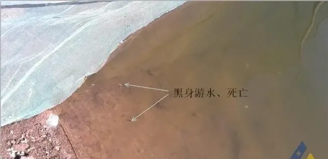 育苗期苗鱼弱质导致海鲈鱼苗长期不进食的处理方法