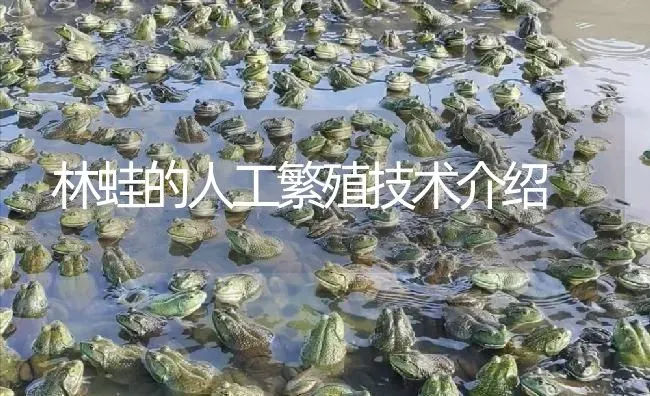 林蛙的人工繁殖技术介绍 | 特种养殖