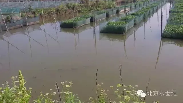 黄鳝网箱养殖的分析要点及面临的问题