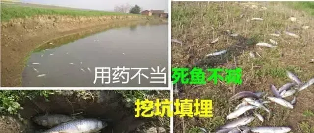 草鱼养殖户如何区别确诊斜管虫、车轮虫？