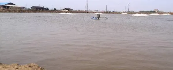 阴闷天海鲈鱼养殖池塘水质处理一例