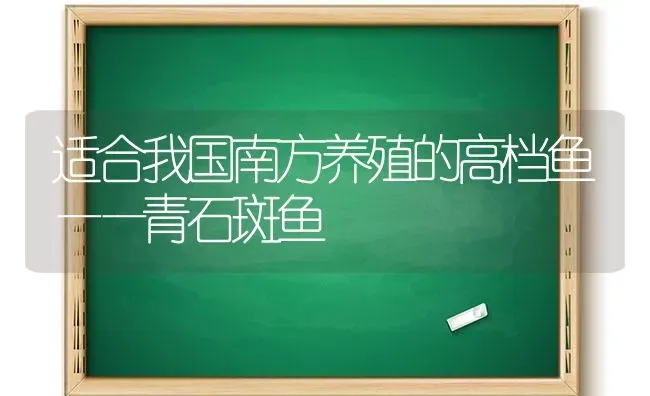 适合我国南方养殖的高档鱼——青石斑鱼 | 淡水养殖