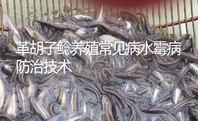 革胡子鲶养殖常见病水霉病防治技术 | 淡水养殖