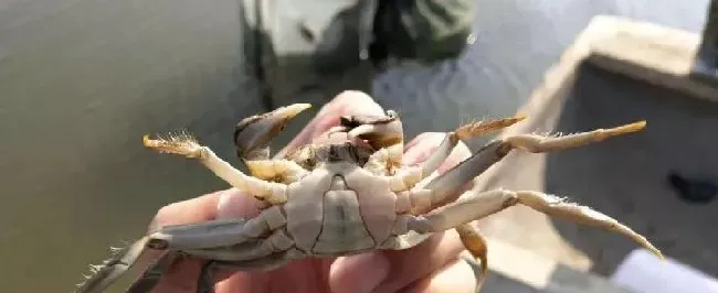 都是养大闸蟹，为什么他每年这样清塘就是不发病！！！