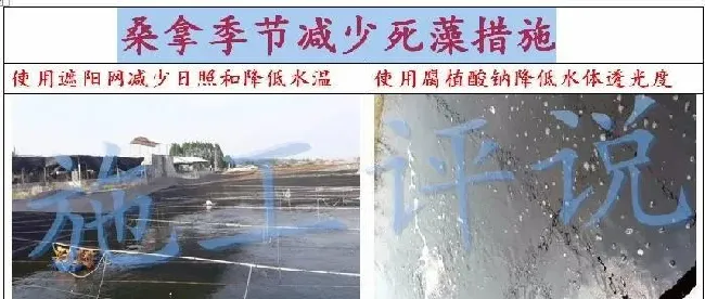 夏季高温、光照时间又长又强和池塘水面的死藻的关系