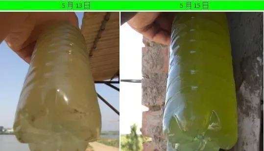雨季来临，池塘浑浊水处理有妙招