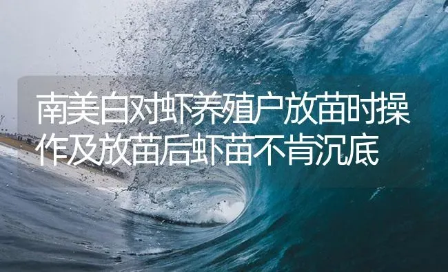 南美白对虾养殖户放苗时操作及放苗后虾苗不肯沉底 | 海水养殖