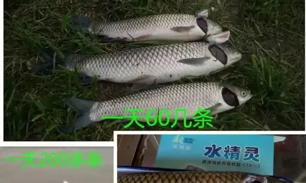 草鱼养殖户如何区别确诊斜管虫、车轮虫？