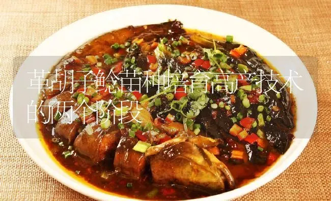革胡子鲶苗种培育高产技术的两个阶段 | 淡水养殖