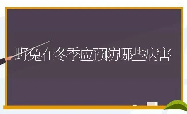 野兔在冬季应预防哪些病害 | 家畜养殖