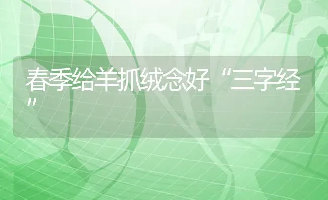 春季给羊抓绒念好“三字经” | 家畜养殖