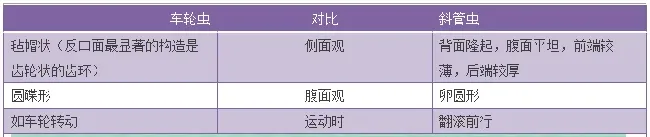草鱼养殖户如何区别确诊斜管虫、车轮虫？