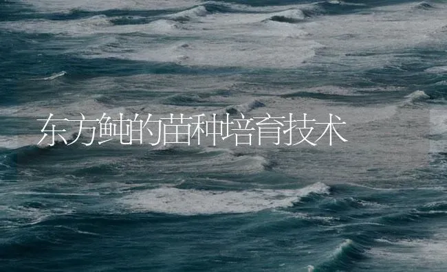 东方鲀的苗种培育技术 | 海水养殖