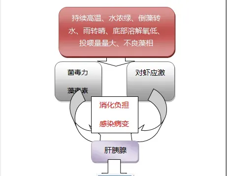 南美白对虾白便危害如何防治