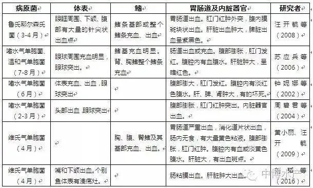 斑点叉尾鮰细菌性败血症的防治方法