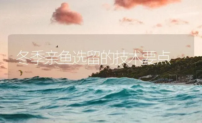 冬季亲鱼选留的技术要点 | 淡水养殖