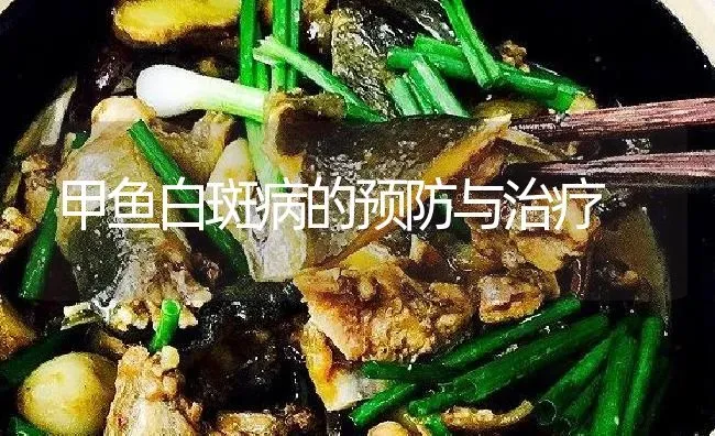 甲鱼白斑病的预防与治疗 | 淡水养殖