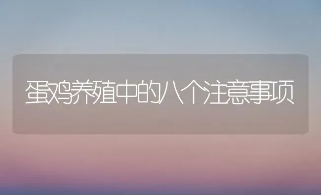 蛋鸡养殖中的八个注意事项 | 家禽养殖