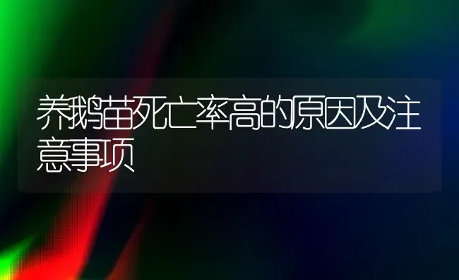 养鹅苗死亡率高的原因及注意事项 | 家禽养殖