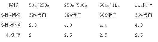 斑点叉尾鮰北方大棚高密度养殖模式介绍