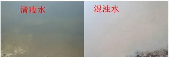 早春时节池塘水质管理之肥水