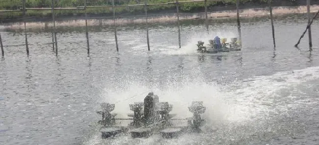 水产杂谈丨论南美白对虾虾塘的营养过剩