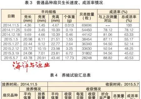 新品系墨西哥湾扇贝养殖试验