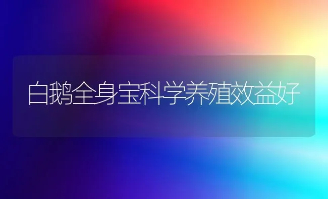 白鹅全身宝科学养殖效益好 | 家禽养殖