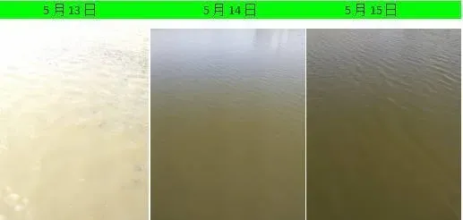 雨季来临，池塘浑浊水处理有妙招