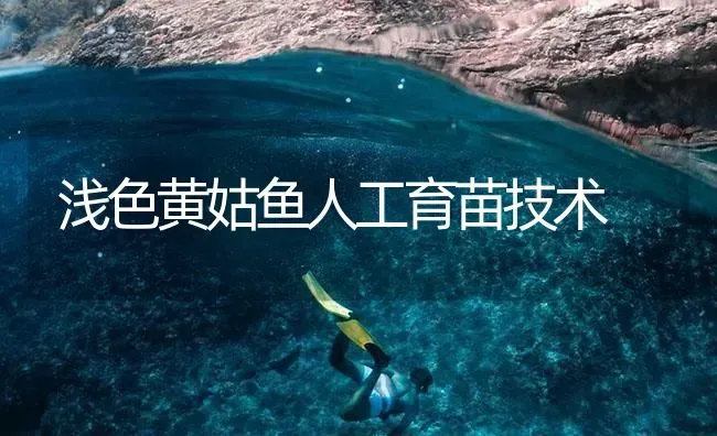 浅色黄姑鱼人工育苗技术 | 淡水养殖