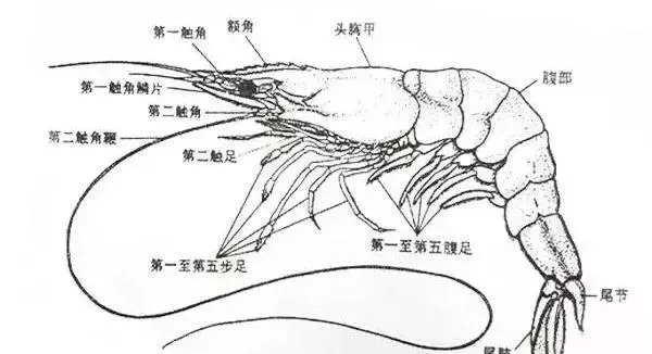 南美白对虾养殖：聊一聊对虾苗种的一些事！