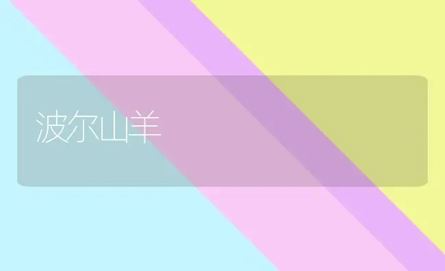 波尔山羊 | 家畜养殖